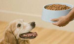 怎样不让单身狗吃狗粮呢