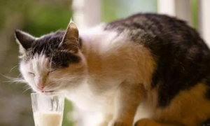 成年宠物猫能喝牛奶吗
