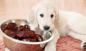 狗狗能吃红枣吗为什么