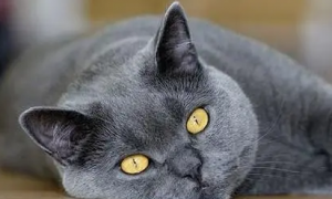 蓝猫的眼睛颜色是怎么变化的呢