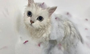 猫咪洗完澡多久可以驱虫呢？