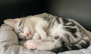 为什么猫咪熟睡会抽搐发抖呢