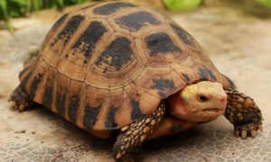 缅甸陆龟多久长到20cm呢
