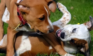 公狗为什么会咬其它狗狗呢