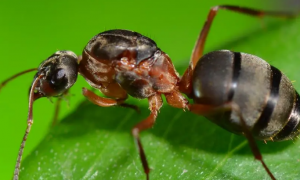 蚂蚁的生活环境和特点