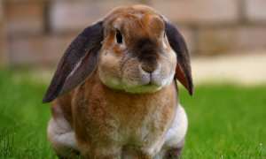 兔子不吃食、仰头呼吸急促时怎么回事？