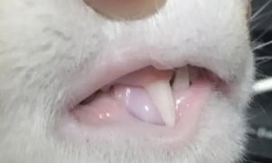 为什么猫咪牙齿雪白色