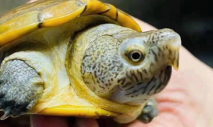 哈雷拉泥龟跟红面的区别