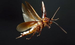 蟑螂飞起来意味什么