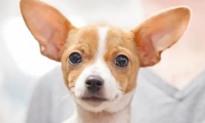 为什么狗狗耳朵冰凉的呢怎么回事