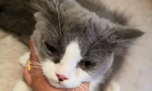 猫咪吃东西后就流眼泪怎么回事