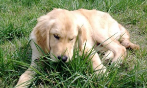 为什么狗狗有时吃草会吐