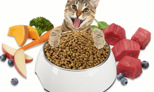 灵动猫粮怎么样好吃吗