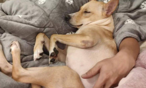 为什么狗狗要抱着主人睡