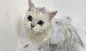 小猫咪多久可以洗澡