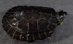 黑颈龟为什么很少人养