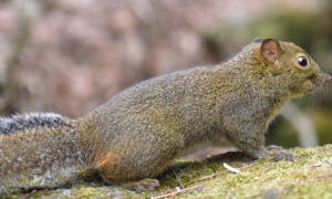 家养的黄山松鼠可以和野外的松鼠交配吗为什么呢