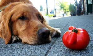 狗能不能吃番茄啊？