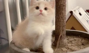乳白猫性格怎么样好看吗