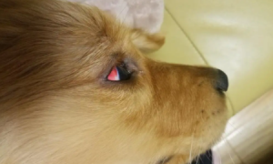 狗狗眼白为什么发红