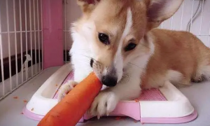 狗能吃萝卜吗？