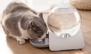 猫咪自动饮水机什么原理