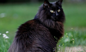挪威森林猫有纯黑的吗