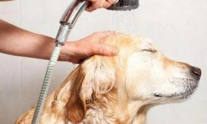 宠物狗要天天洗澡吗