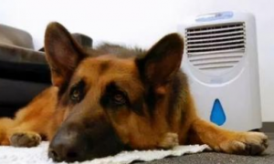 为什么狗狗特别怕热