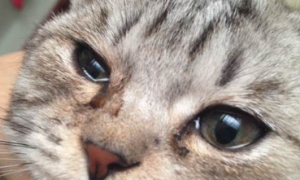 两个半月的猫咪流眼泪、咳嗽、打喷嚏该怎么办？