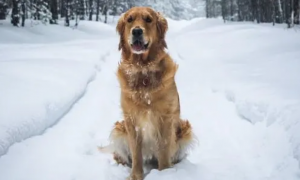 狗狗为什么那么喜欢雪