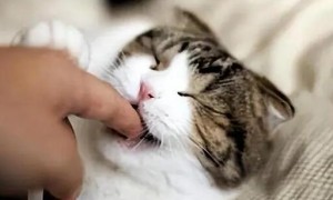 猫咪可以咬人磨牙吗