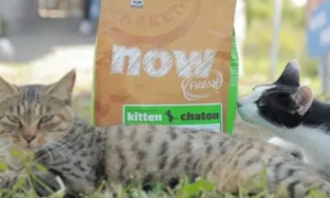 nowfresh猫粮是哪个国家的品牌