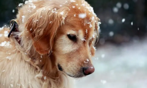 狗狗总是啃雪这是为什么