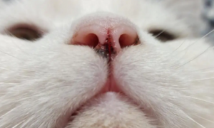 猫咪的鼻子干正常吗