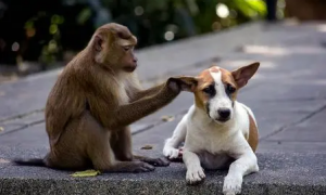 猴子打得过狗吗