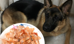 狗吃龙虾会怎么样呢