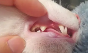 猫咪几个月开始换牙啊
