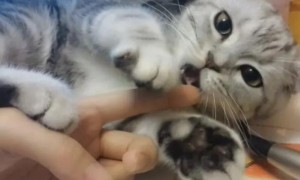 猫舔你的手是什么表现呢