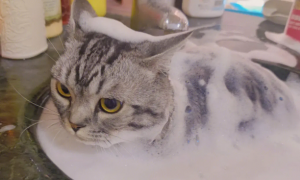 在宠物店给猫洗澡的叫什么