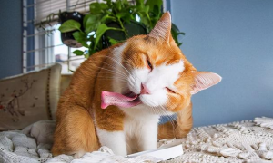 为什么猫咪会口臭？
