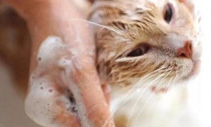 宠物店怎么样给猫咪洗澡