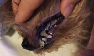 泰迪狗狗牙齿松动有牙结石怎么办啊？