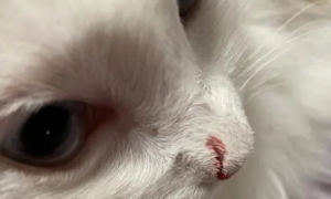 小猫被大狗咬鼻子出血