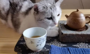 猫咪可以喝茶吗