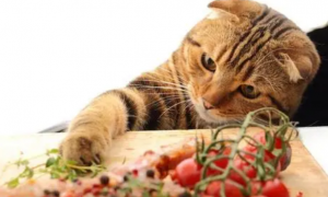 猫产后吃什么有营养呢