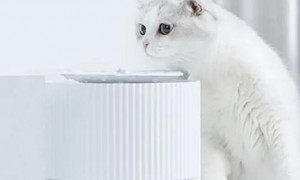 猫咪饮水机有必要吗
