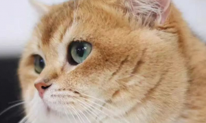 为什么猫咪眼睛会发脓肿