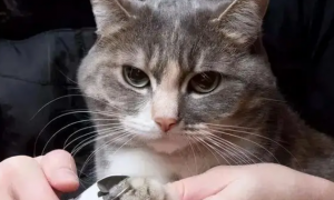 为什么要给猫咪修剪指甲呢