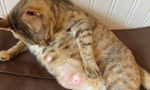 为什么猫咪舔自己的乳头